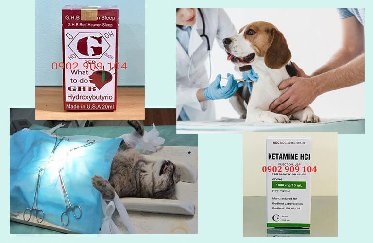 Thuốc mê thú y là thuốc được sử dụng dùng để gây mê cho nhiều loại vật nuôi khác nhau, hỗ trợ chữa bệnh, vận chuyển thú nuôi, ổn định tinh thần và các trường hợp chính đáng khác
